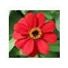 Mini Çok Çiçekli Kırmızı Zinnia Tohumu - 8 Adet