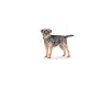 Mini Kısırlaştırılmış Köpek Maması, 3 kg