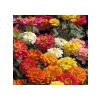 Mini Zinnia Kirli Hanım Çiçeği F1 Tohumu - 10 Tohum