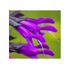Mor Ateş Çiçeği (Salvia F1) Tohumu - 30 Adet