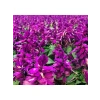 Mor Ateş Çiçeği (Salvia F1) Tohumu - 30 Adet
