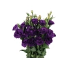 Mor Renkli Lisianthus (Lale Gül) Tohumu Seti