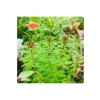 Myriophyllum Proserpinacoides Saksı Canlı Bitkisi - Akvaryum İçin Doğal Seçim