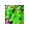 Myriophyllum Proserpinacoides Saksı Canlı Bitkisi - Akvaryum İçin Doğal Seçim