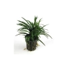 Ophiopogon Japonica Saksı Canlı Bitki
