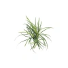 Ophiopogon Pusillus Saksı Canlı Bitki
