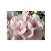 Pembe - Beyaz Sardunya Tohumu - 10 Tohum