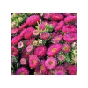 Pembe Kasımpatı Çiçeği Tohumu - 5 Tohum