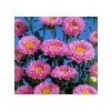 Pembe Kasımpatı Çiçeği Tohumu - 5 Tohum