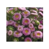 Pembe Kasımpatı Çiçeği Tohumu - 5 Tohum