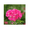 Pembe Renkli Sardunya Tohumu - 5 Tohum