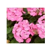 Pembe Renkli Sardunya Tohumu - 5 Tohum