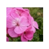 Pembe Renkli Sardunya Tohumu - 5 Tohum