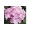 Pembe Sardunya Tohumu - 10 Adet