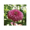 Pembe Zinnia Kirli Hanım Tohumu - Dev Çiçekli, Uzun Boylu - 5 Tohum