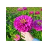 Pembe Zinnia Kirli Hanım Tohumu - Dev Çiçekli, Uzun Boylu - 5 Tohum