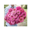Pembe Zinnia Kirli Hanım Tohumu - Dev Çiçekli, Uzun Boylu - 5 Tohum