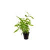 Persicaria Sao Paulo Canlı Bitki - Bakımı Kolay