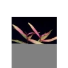 Persicaria Sao Paulo Canlı Bitki - Bakımı Kolay