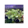 Pilea Cadierei Nana Saksı Canlı Bitki