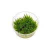 Pogostemon Helferi In Vitro Cup Canlı Bitki