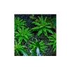 Pogostemon Helferi In Vitro Cup Canlı Bitki