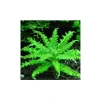 Pogostemon Helferi In Vitro Cup Canlı Bitki