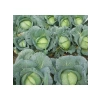 Profesyonel Beyaz Lahana Tohumu - 5 Gram