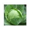 Profesyonel Beyaz Lahana Tohumu - 5 Gram