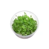 Ranunculus İnundatus Cup In Vitro Canlı Bitki
