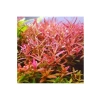 Rotala Colorata Saksı Canlı Bitkisi