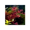 Rotala Colorata Saksı Canlı Bitkisi