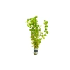 Rotala Colorata Saksı Canlı Bitkisi