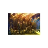 Rotala Indica Saksı Canlı Bitki - B105
