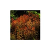 Rotala Indica Saksı Canlı Bitki - TR-B105