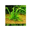 Sagittaria Subulata Saksı Canlı Bitkisi