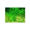 Sagittaria Subulata Saksı Canlı Bitkisi