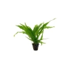 Saksı İçerisinde Canlı Microsorium Pteropus Bitkisi