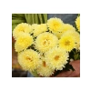 Sarı Aster Kasımpatı Tohumu - 20 Adet