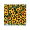 Sarı Kırmızı Zinnia Tohumu - Mini Çok Çiçekli