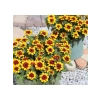 Sarı Kırmızı Zinnia Tohumu - Mini Çok Çiçekli