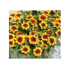 Sarı Kırmızı Zinnia Tohumu - Mini Çok Çiçekli