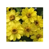 Sarı Renkli Zinnia - Mini Çok Çiçekli Tohum