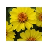 Sarı Renkli Zinnia - Mini Çok Çiçekli Tohum