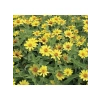 Sarı Renkli Zinnia - Mini Çok Çiçekli Tohum