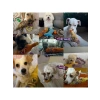Sesli Şişe Şeklinde Köpek Oyuncağı, Hışırdayan Peluş