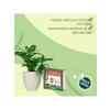 Sıkıştırılmış Torf Cocopeat - 5 Litre