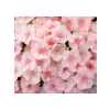 Somon Floks F1 Tohumu - 25 Tohum