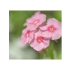 Somon Floks F1 Tohumu - 25 Tohum