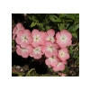 Somon Floks F1 Tohumu - 25 Tohum